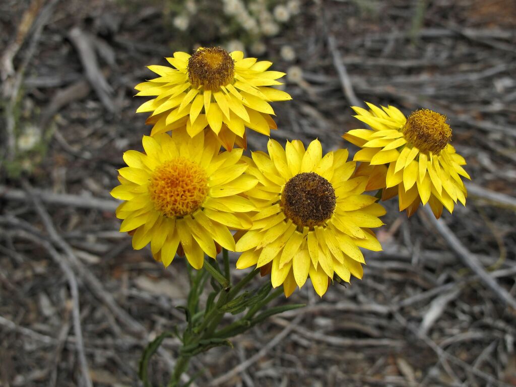 Xerochrysum bracteatum (hero image)