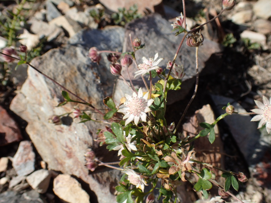 Actinotus forsythii (hero image)