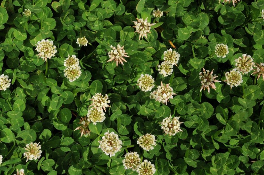 Trifolium repens (hero image)