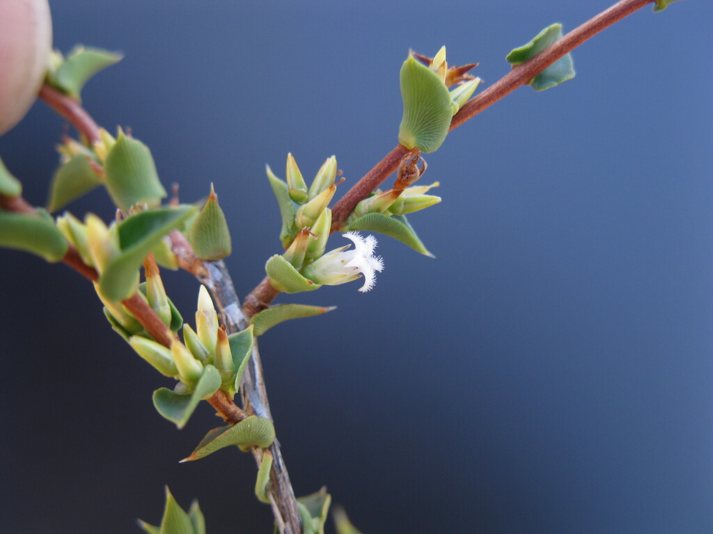 Styphelia rufa (hero image)