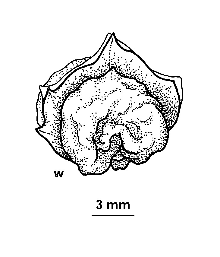 Atriplex vesicaria subsp. macrocystidia (hero image)