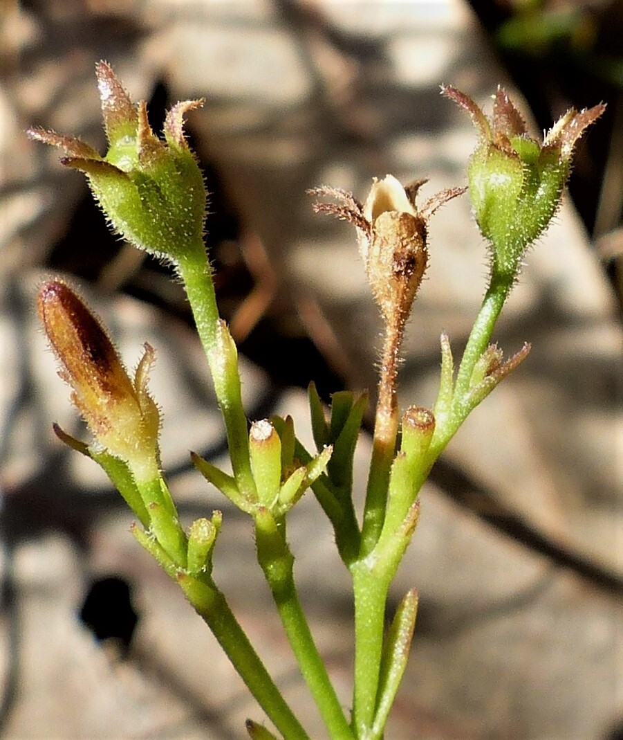 Goodenia macbarronii (hero image)
