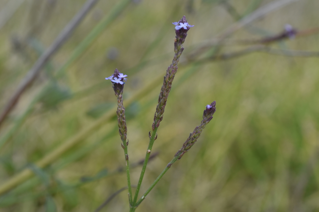 Verbenaceae (hero image)