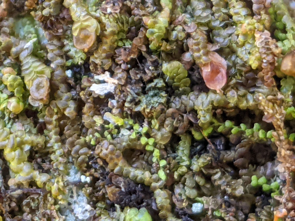 Frullania (hero image)