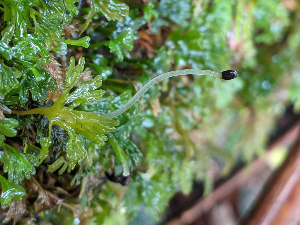 Hymenophyton (hero image)