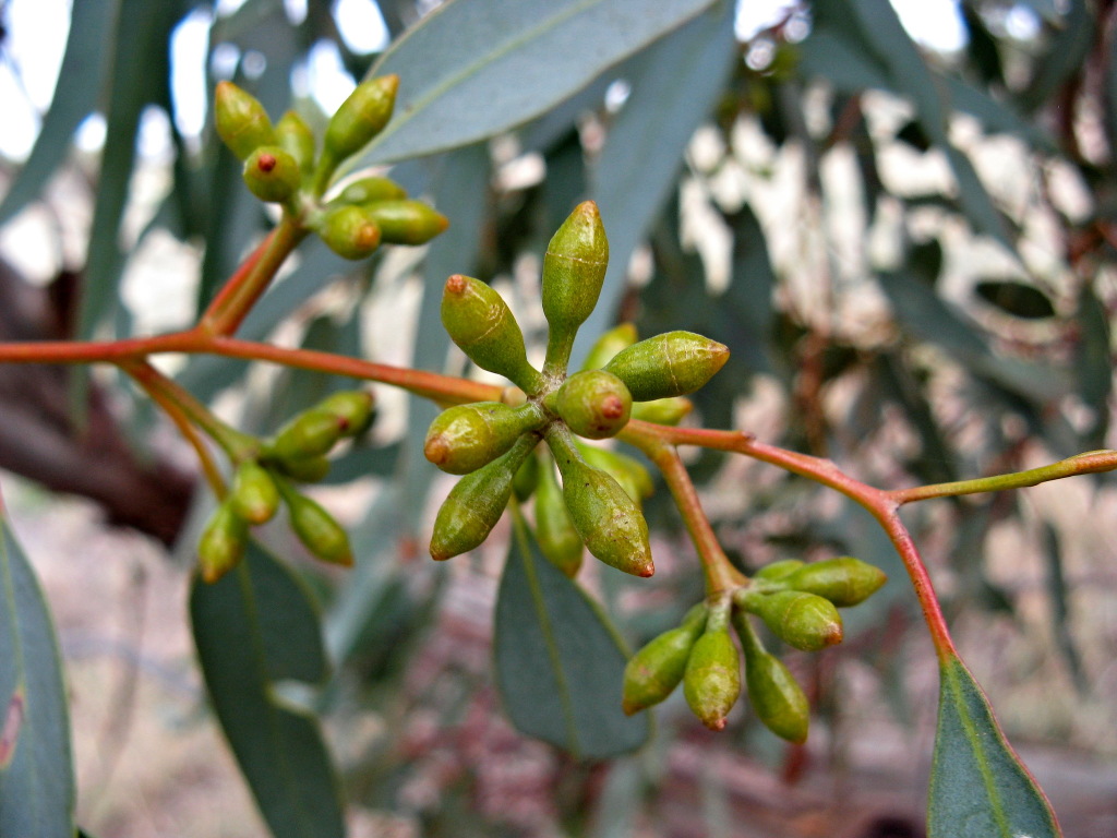 Eucalyptus dumosa (hero image)