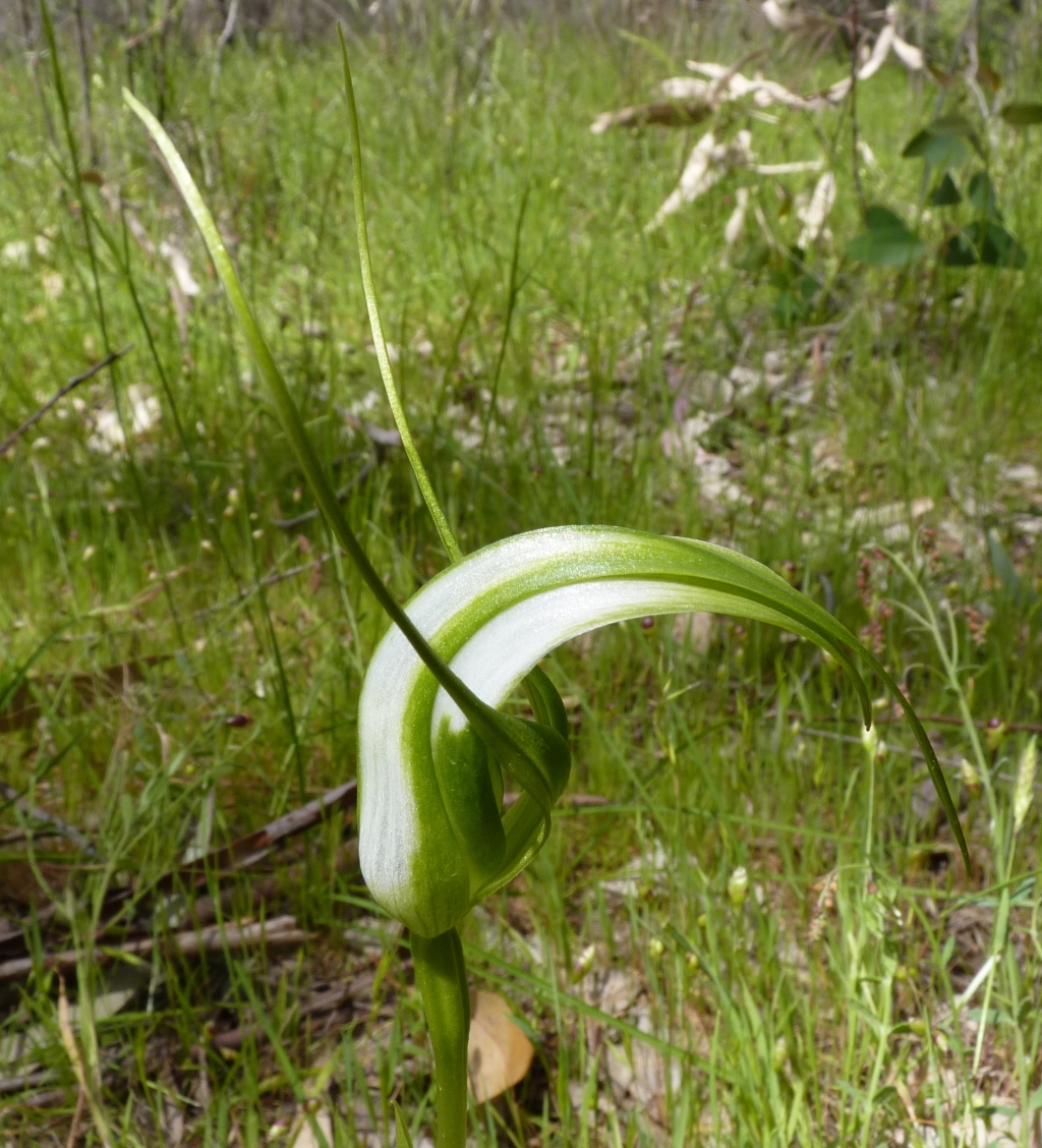 Pterostylis falcata (hero image)