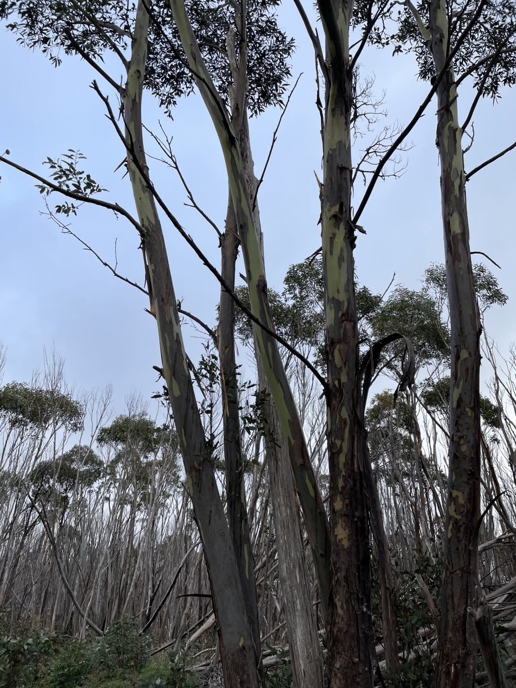 Eucalyptus elaeophloia (hero image)