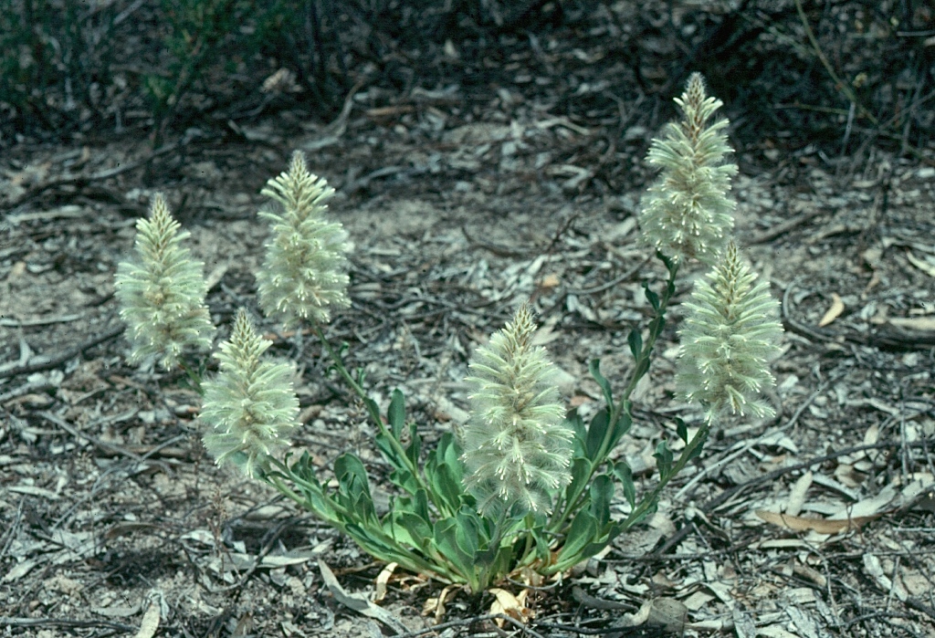 Ptilotus nobilis (hero image)