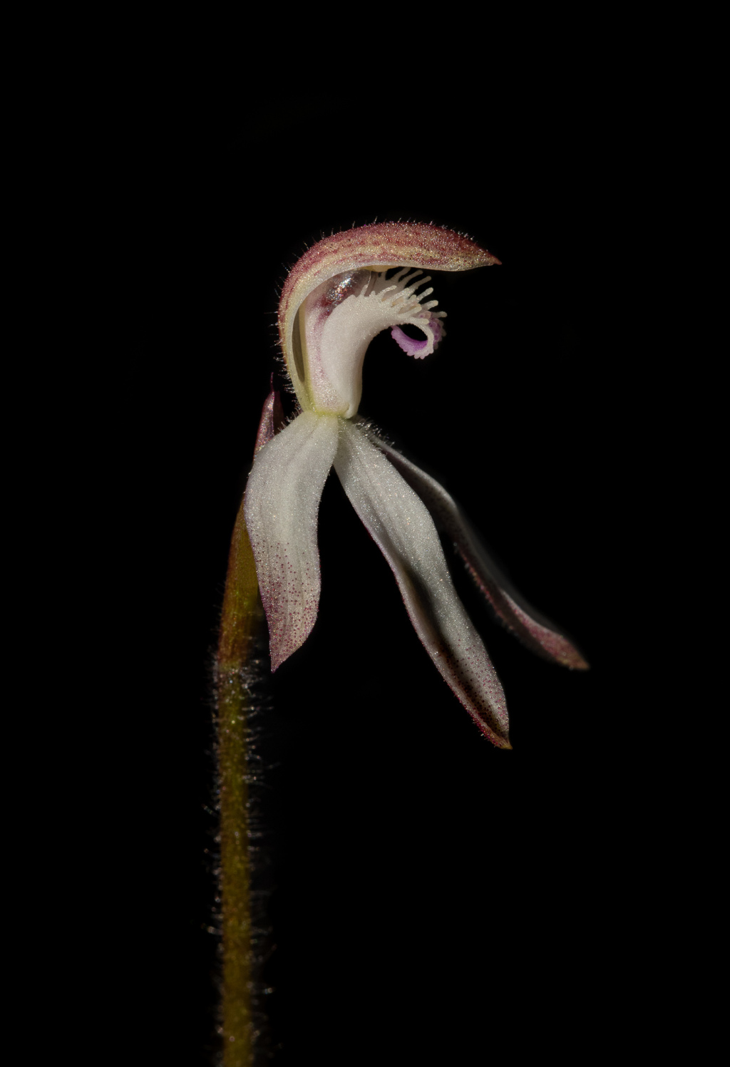 Caladenia praecox (hero image)