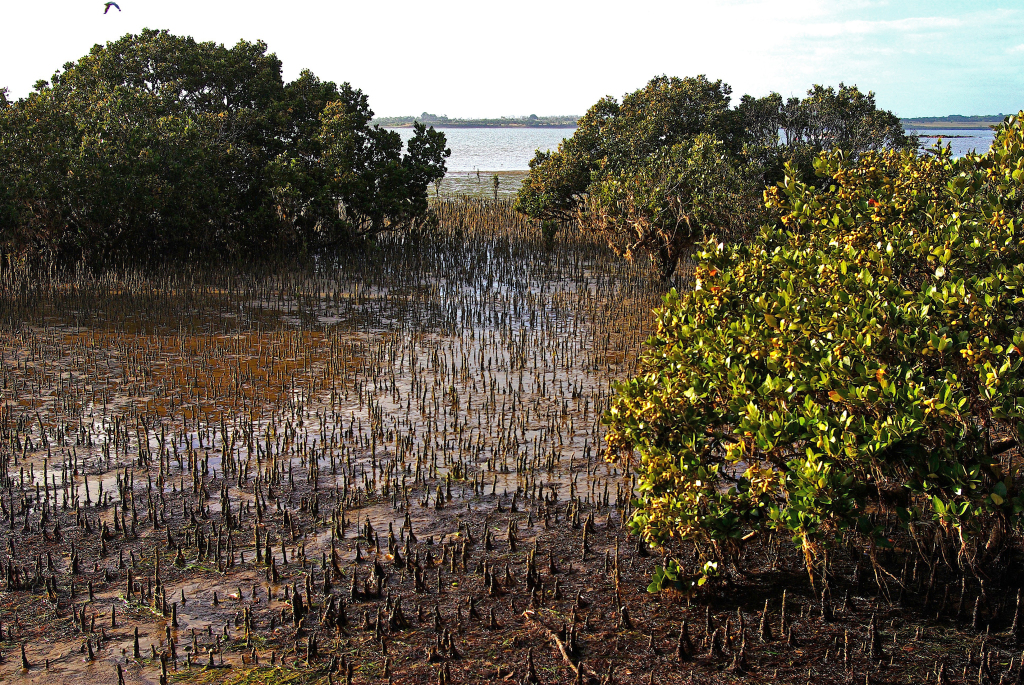 Avicennia marina (hero image)