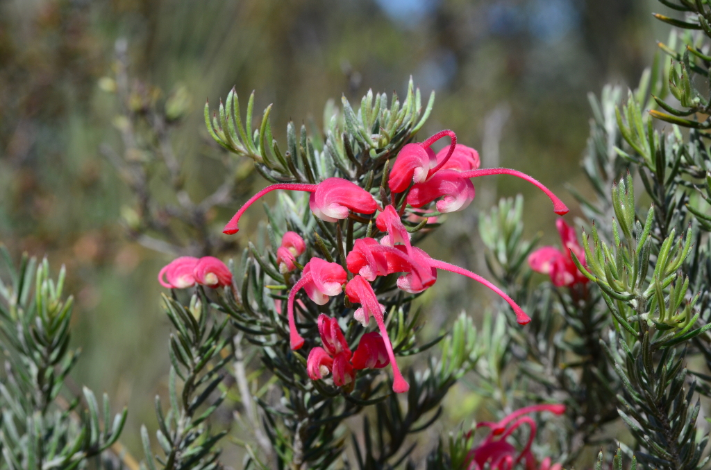 Grevillea lavandulacea (hero image)