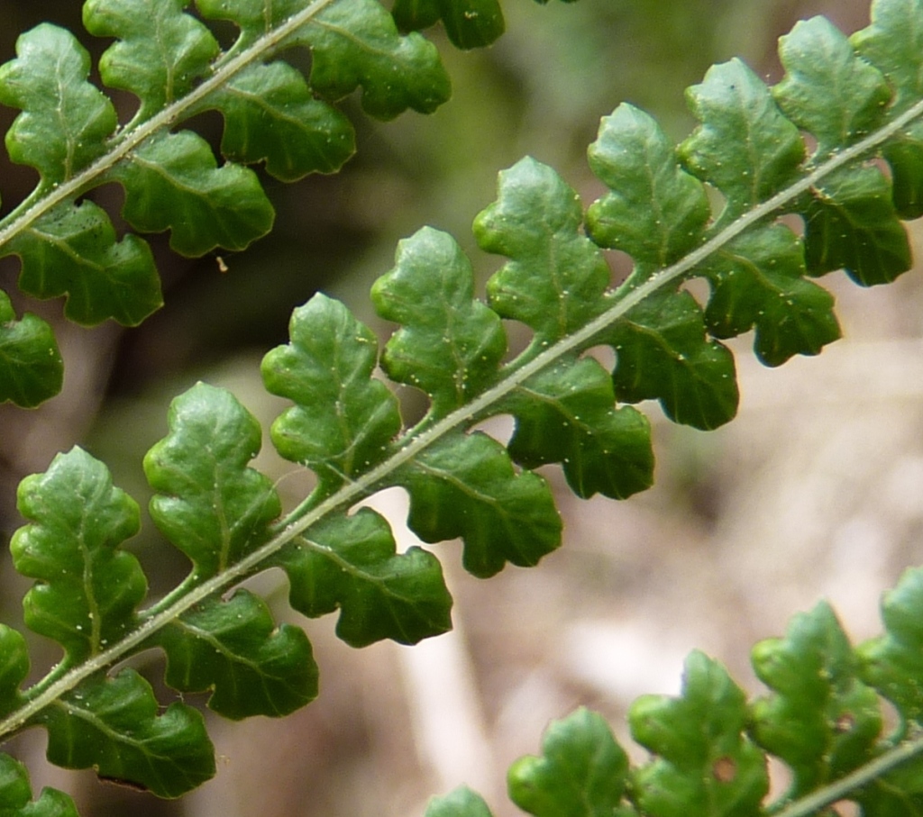 Dicksonia antarctica (hero image)