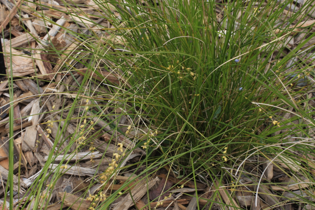 Lomandra cylindrica (hero image)