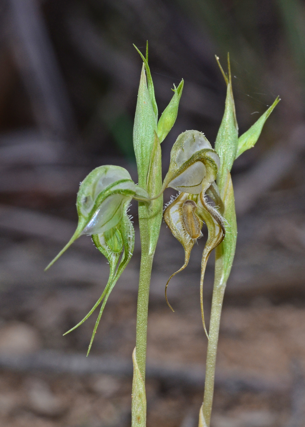 Pterostylis planulata (hero image)