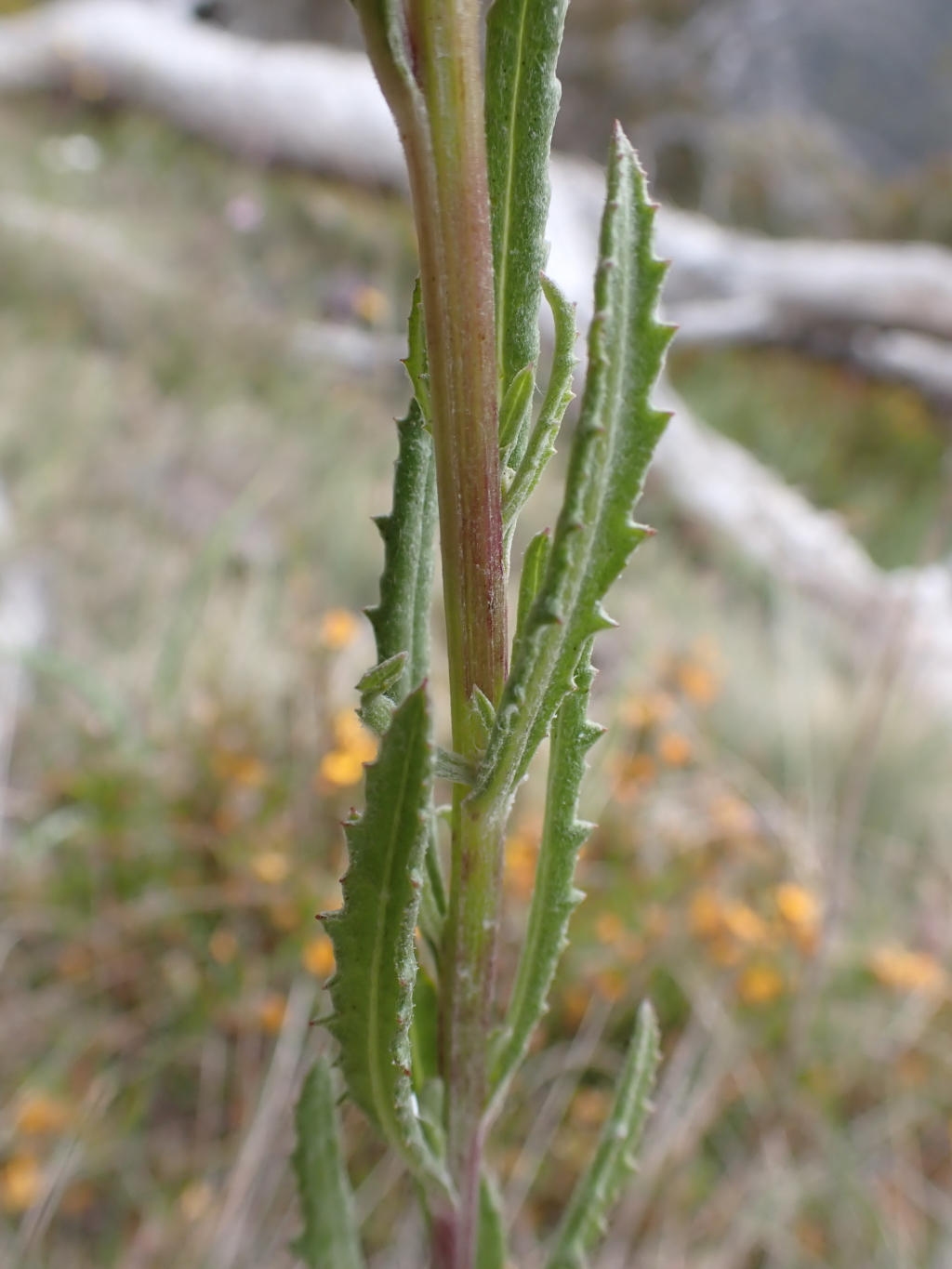 Senecio nigrapicus (hero image)