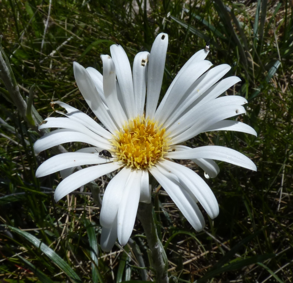 Celmisia tomentella (hero image)