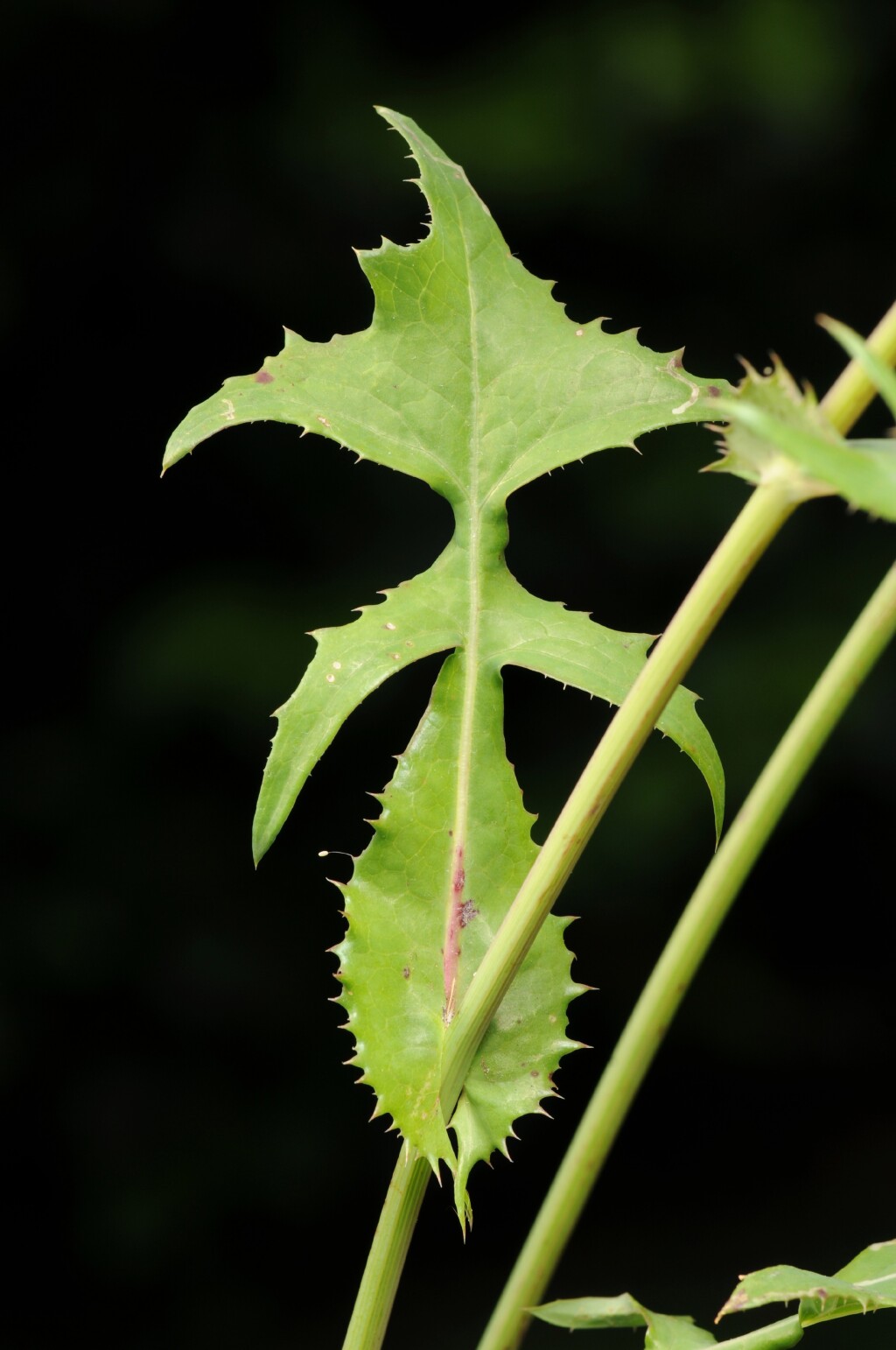 Sonchus oleraceus (hero image)