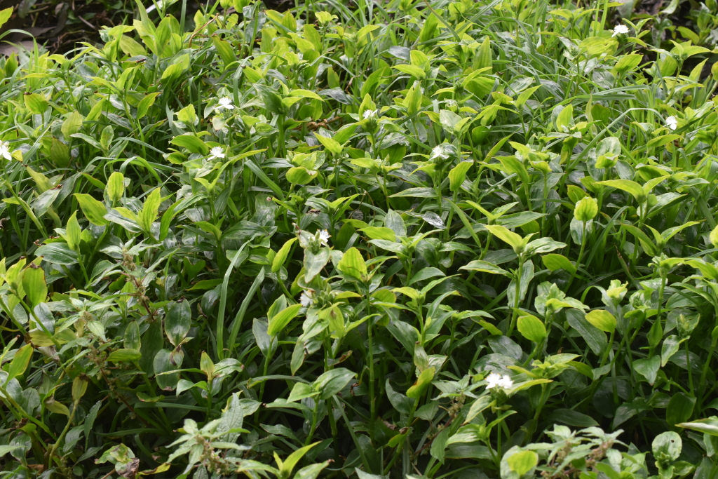 Tradescantia fluminensis (hero image)