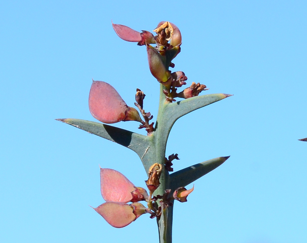 Daviesia pectinata (hero image)