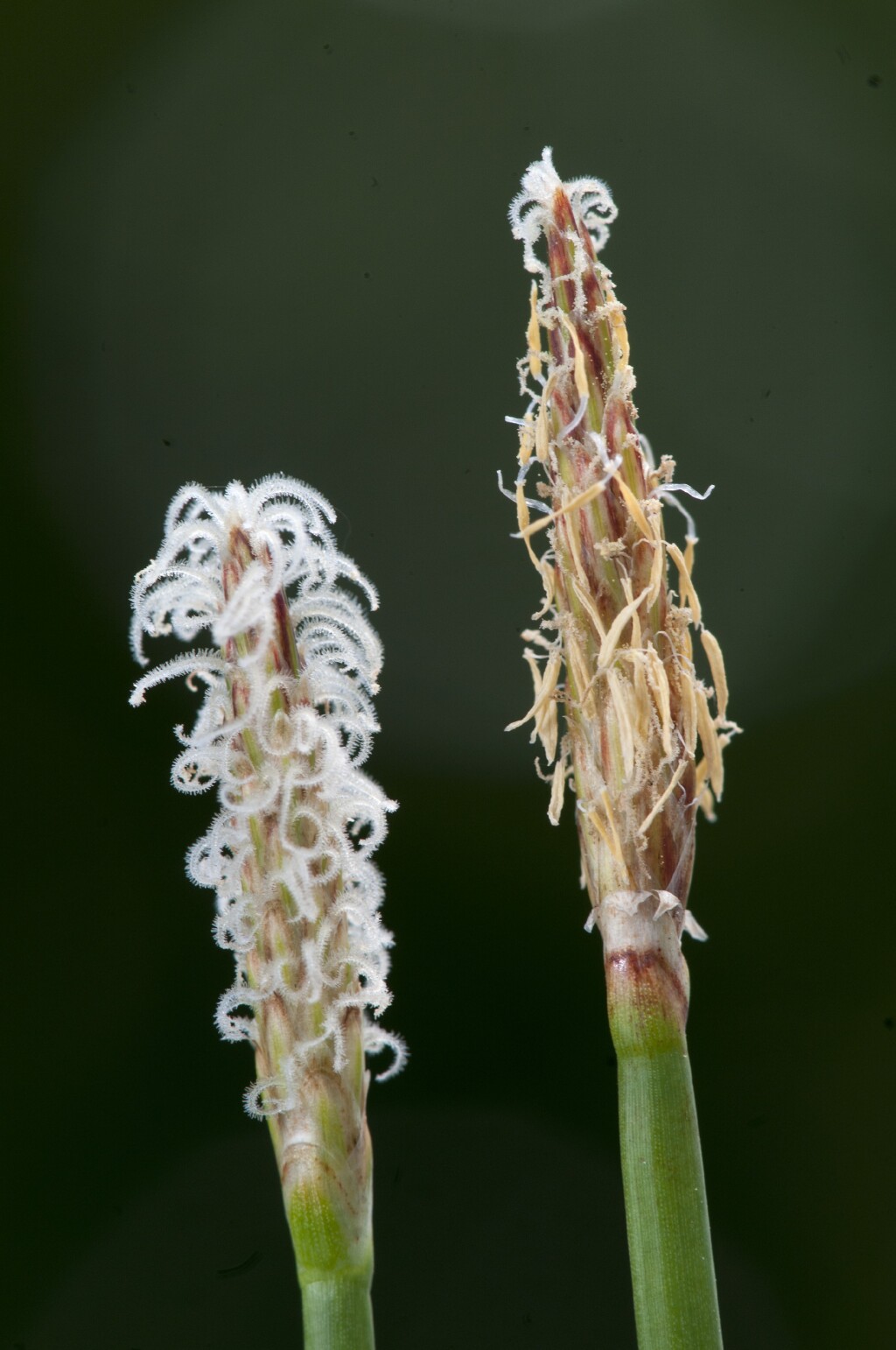 Eleocharis acuta (hero image)