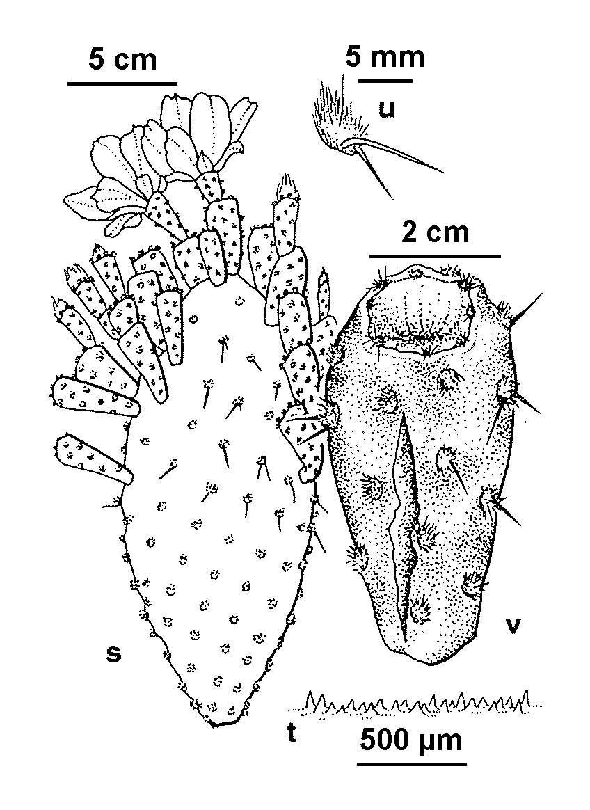 Opuntia puberula (hero image)