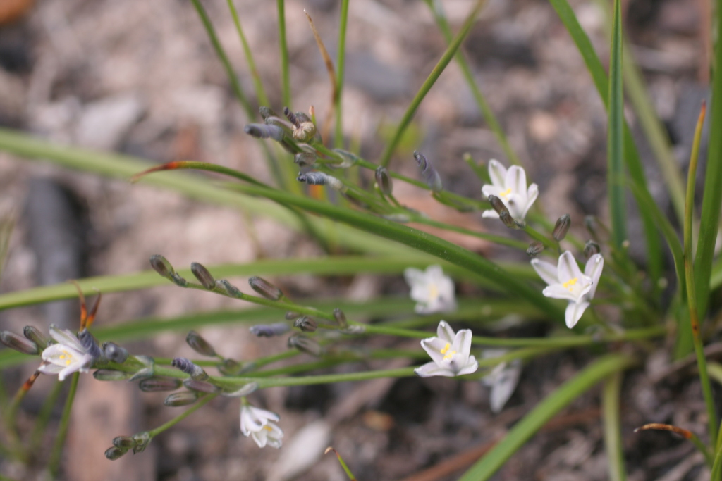 Caesia parviflora (hero image)