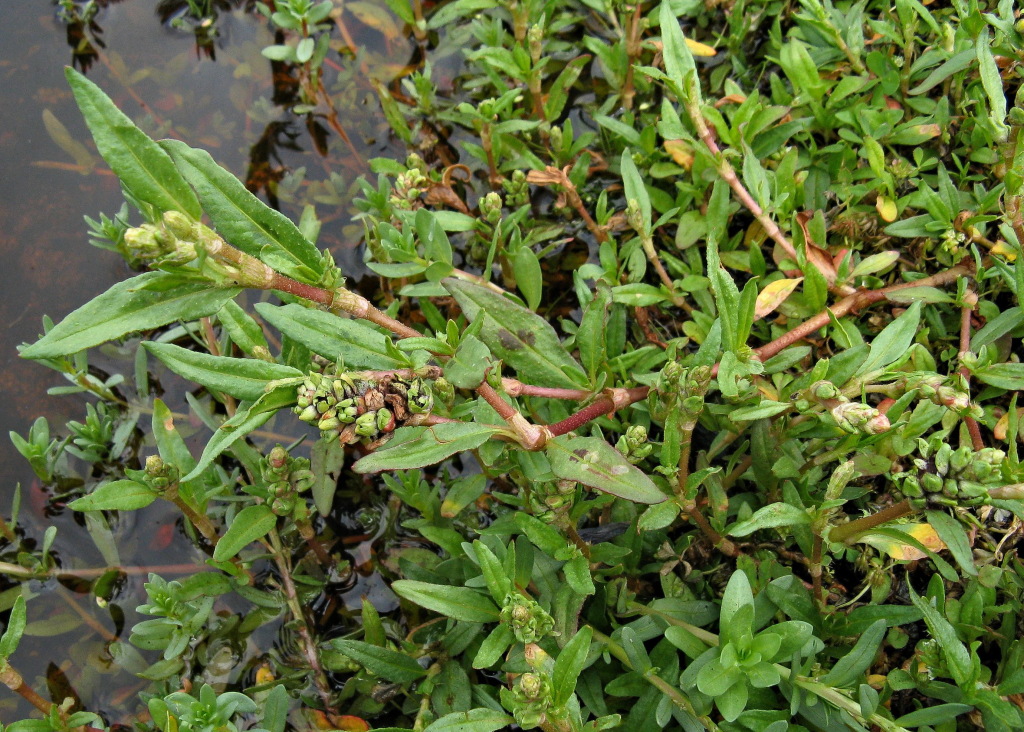 Persicaria prostrata (hero image)