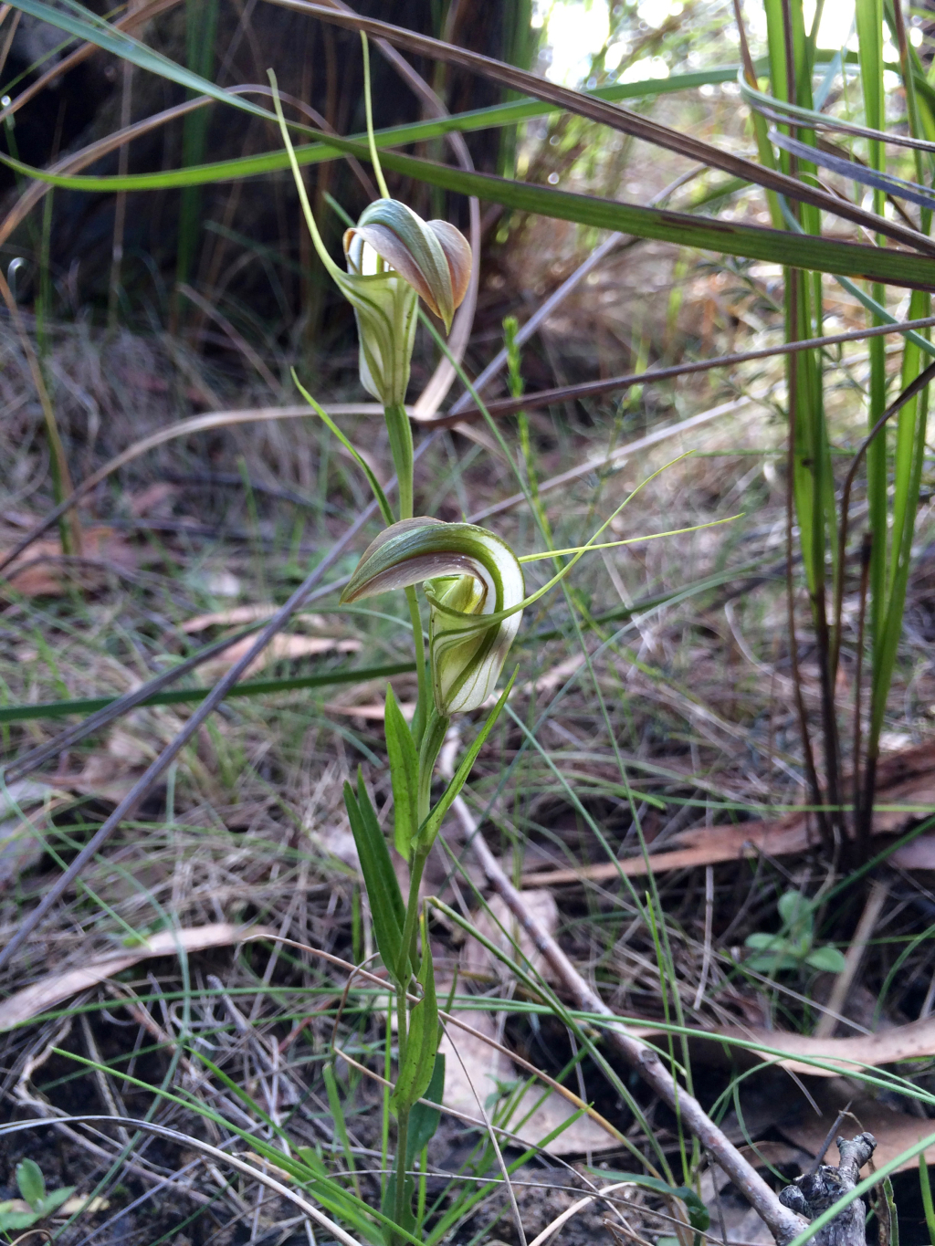 Pterostylis grandiflora (hero image)