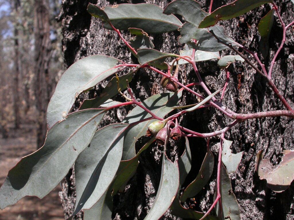 Eucalyptus tricarpa subsp. decora (hero image)