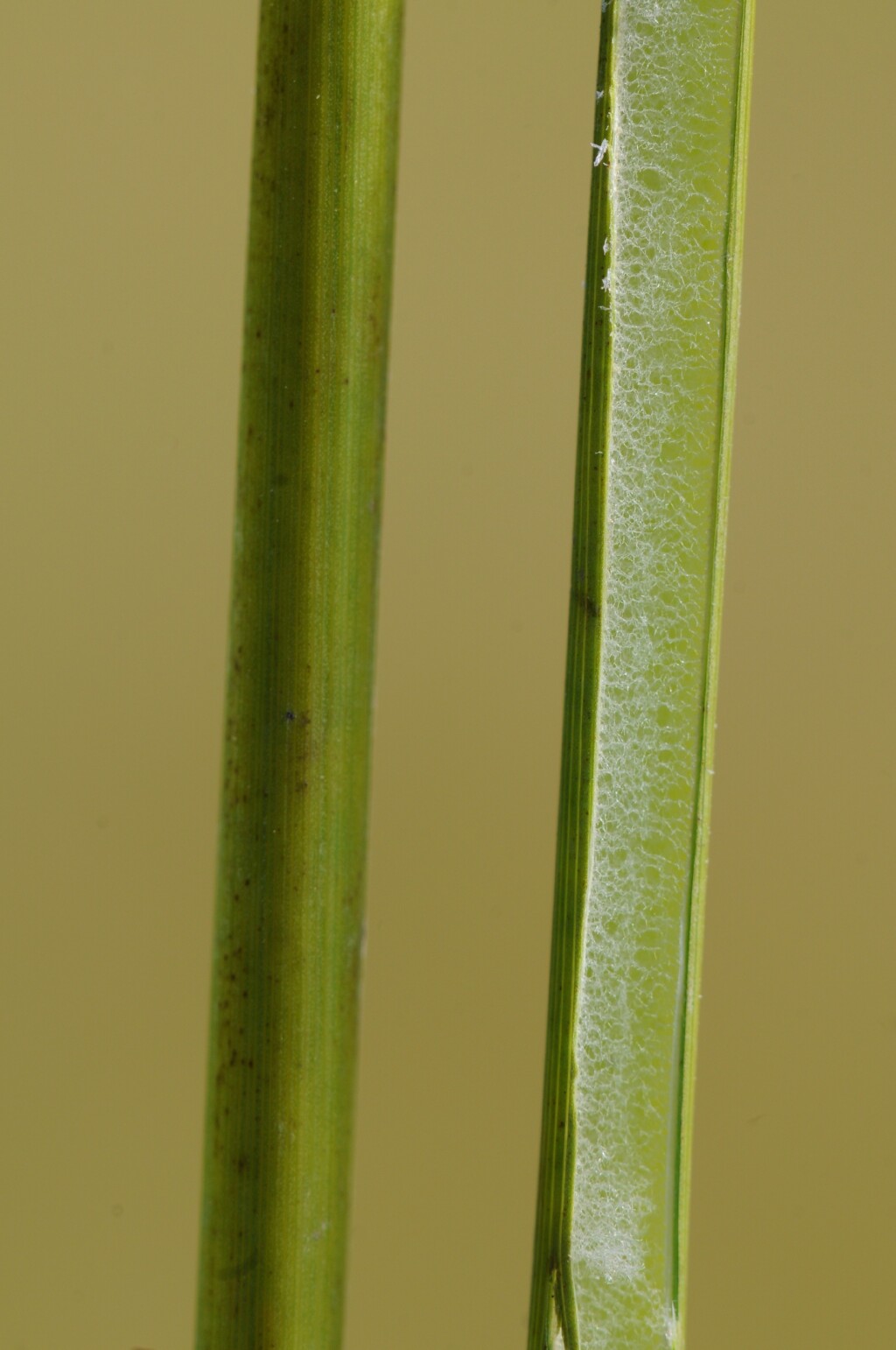 Juncus effusus subsp. effusus (hero image)