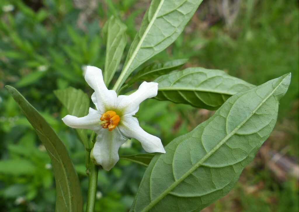 Solanum pseudocapsicum (hero image)