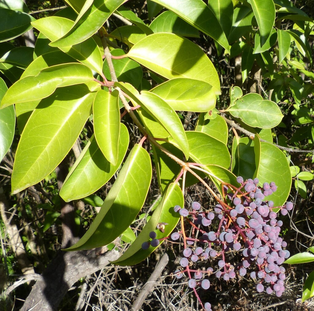 Ligustrum lucidum (hero image)