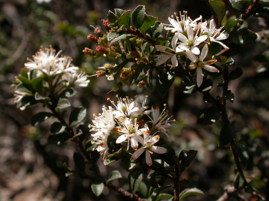 Leionema lamprophyllum subsp. obovatum (hero image)