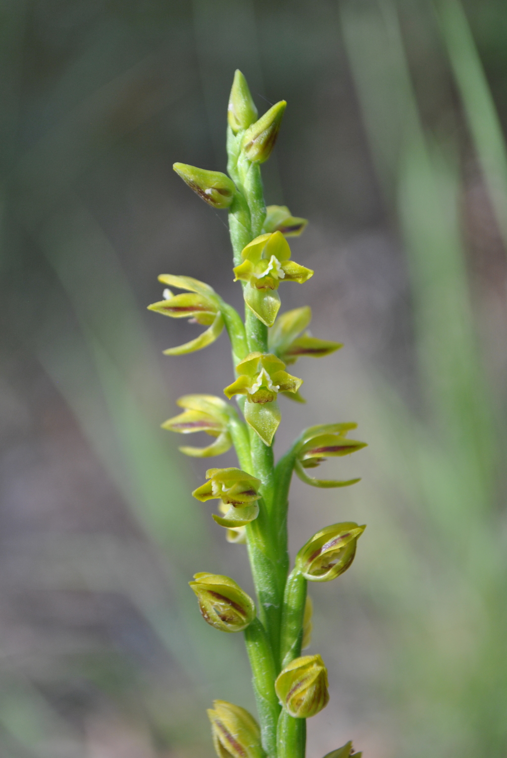 Prasophyllum flavum (hero image)