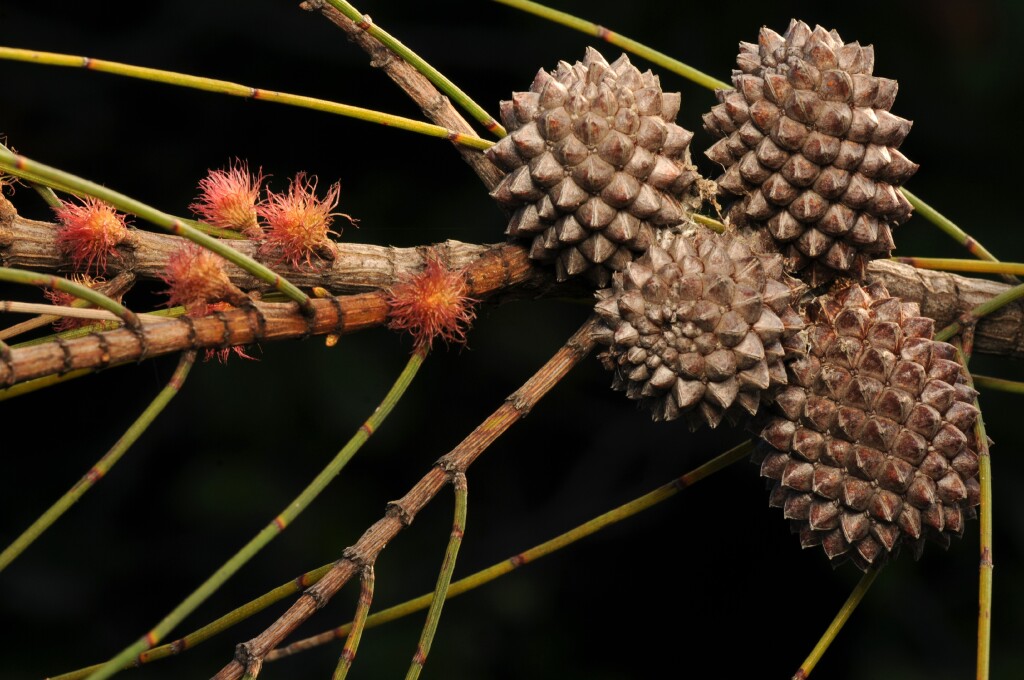 Allocasuarina verticillata (hero image)