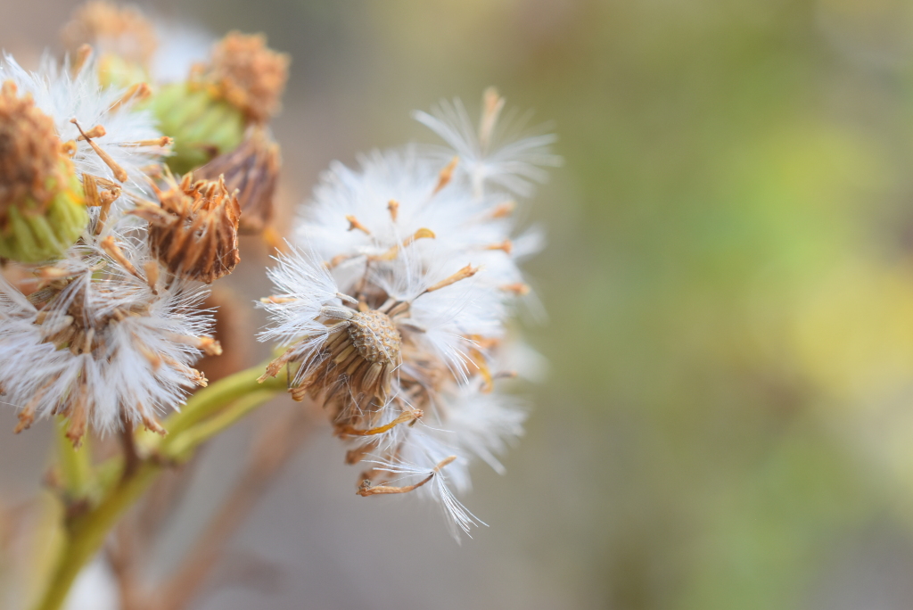 Senecio jacobaea (hero image)
