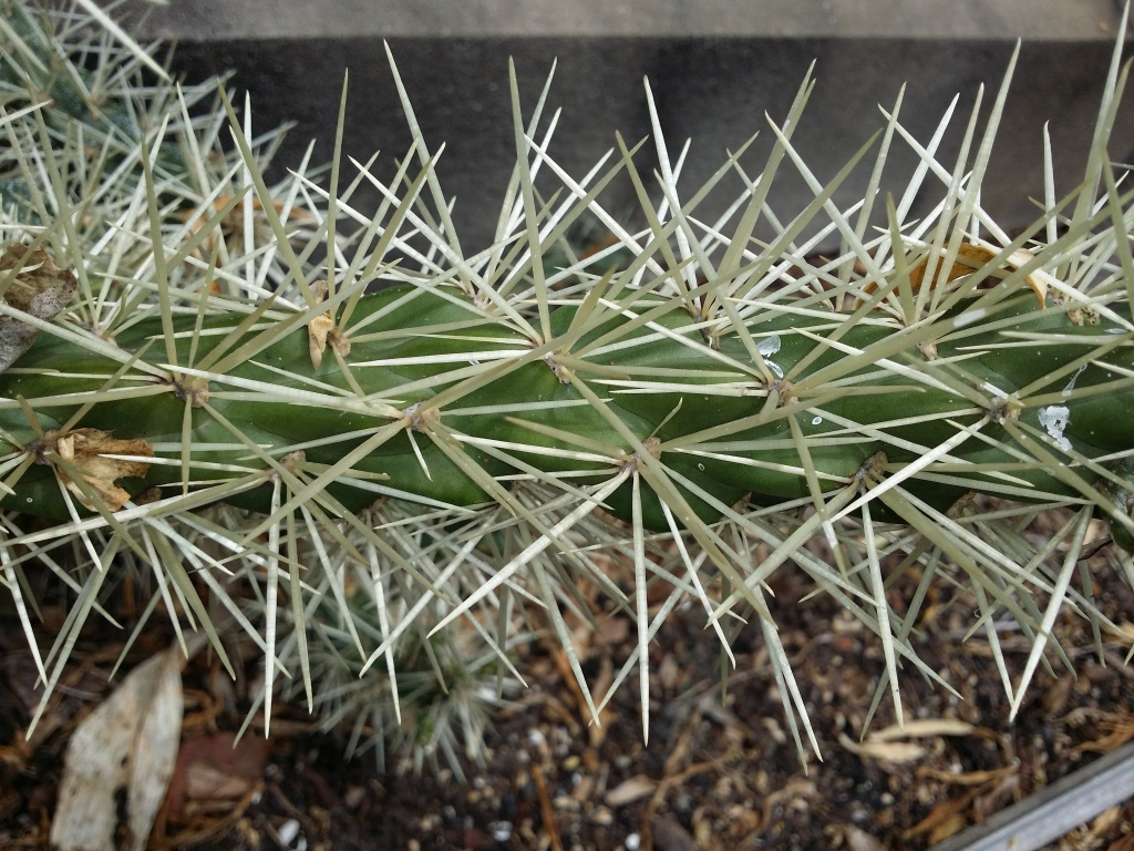 Cylindropuntia pallida (hero image)