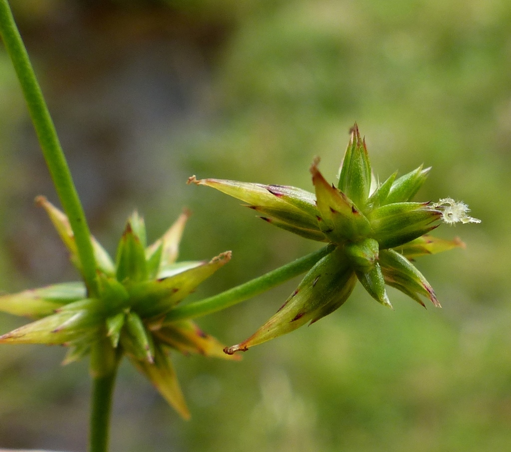 Juncus fockei (hero image)
