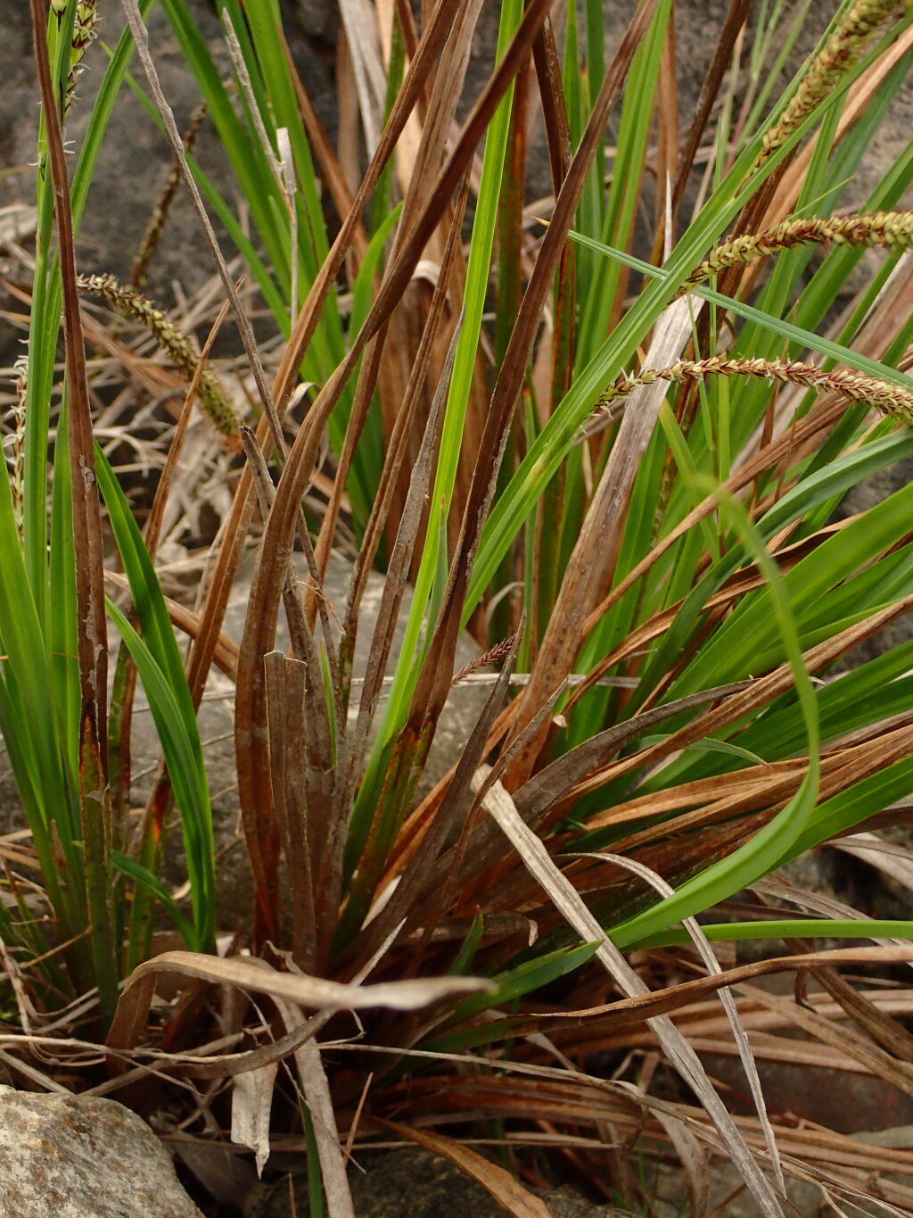 Carex polyantha (hero image)