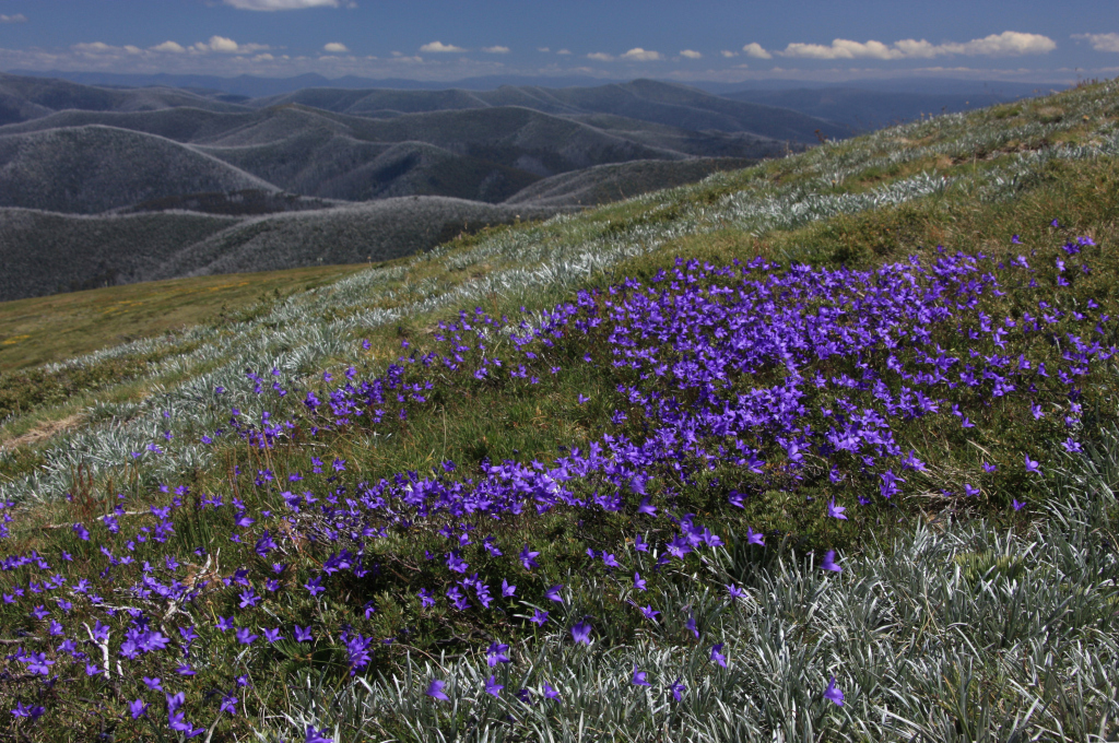 Wahlenbergia gloriosa (hero image)