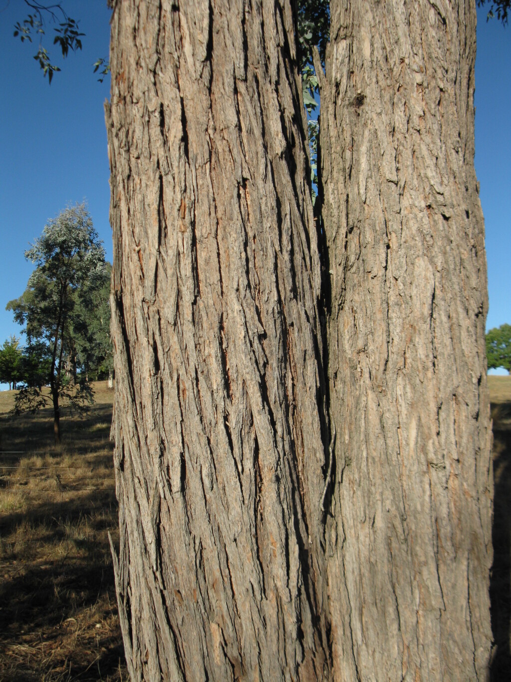 Eucalyptus cinerea subsp. victoriensis (hero image)