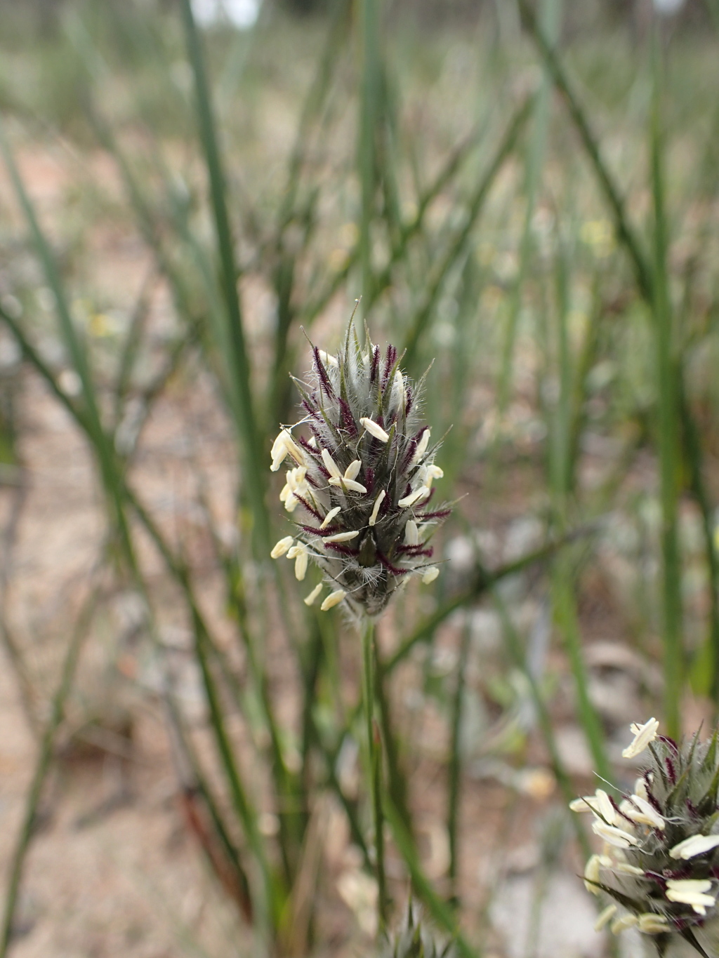 Neurachne alopecuroidea (hero image)