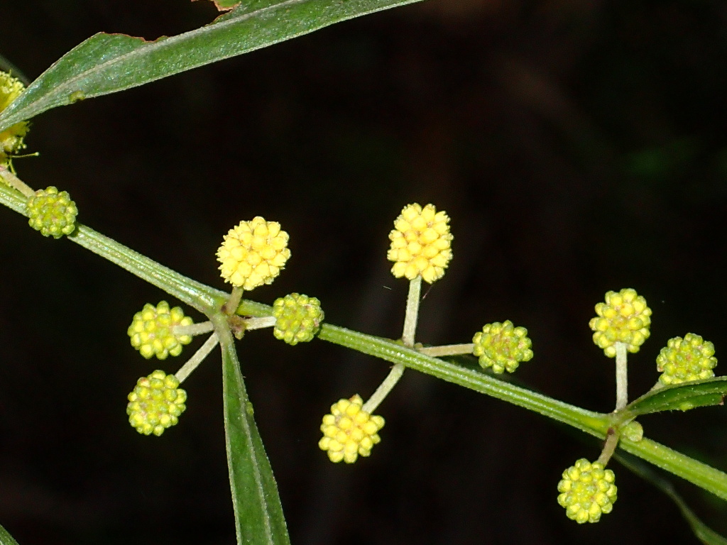 Acacia leprosa (hero image)