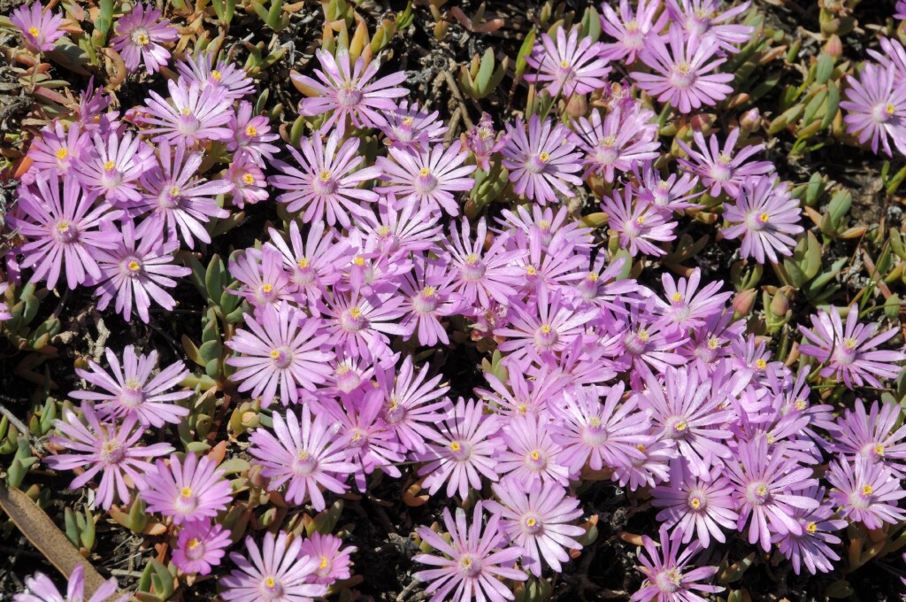 Lampranthus tegens (hero image)