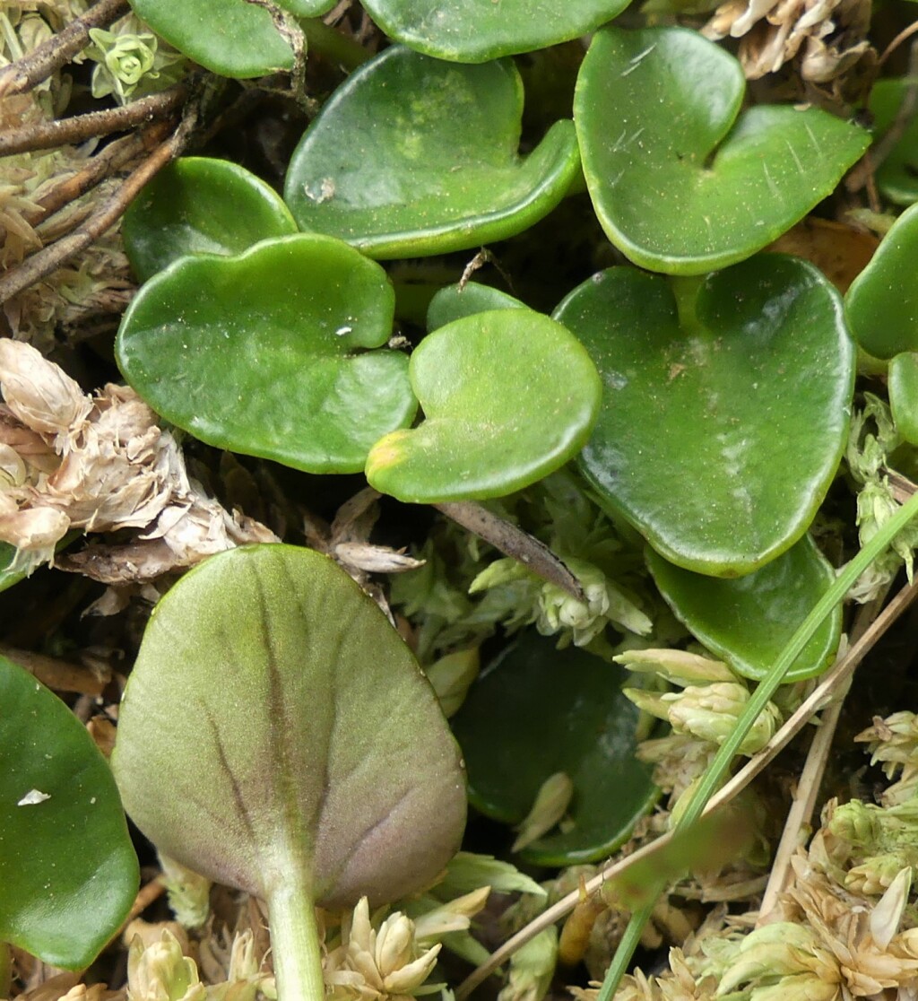 Diplaspis (hero image)