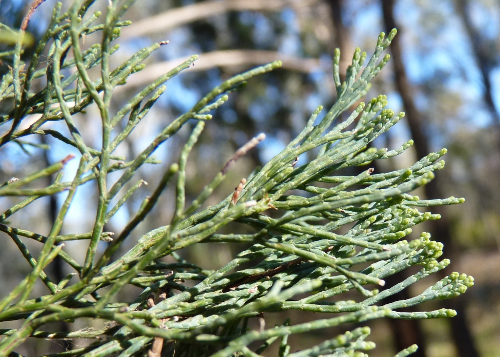 Callitris glaucophylla (hero image)