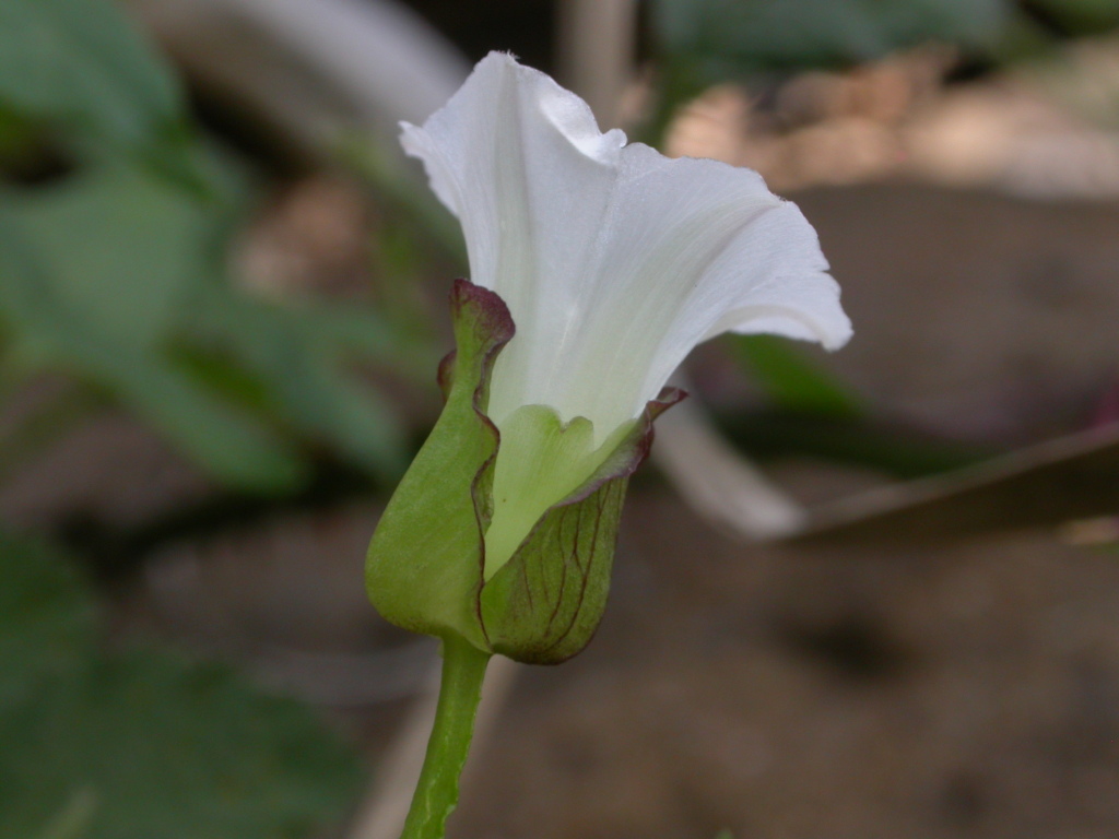 Calystegia marginata (hero image)