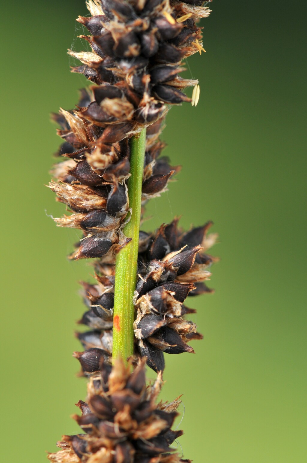 Carex tereticaulis (hero image)