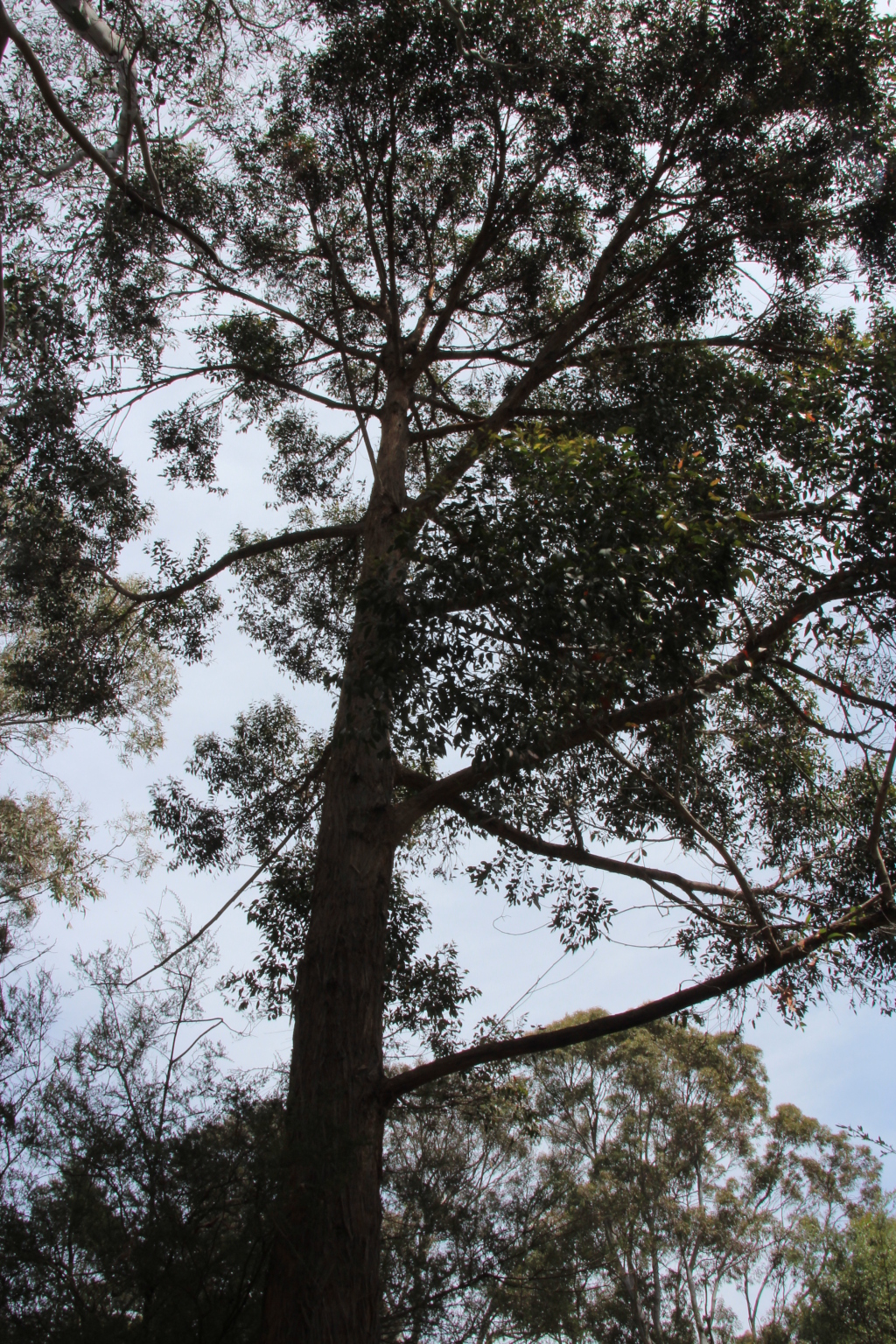 Eucalyptus globoidea (hero image)